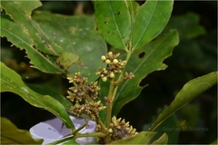 Glycosmis pentaphylla